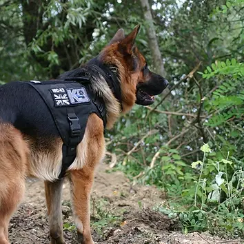 Faith németjuhászkutya