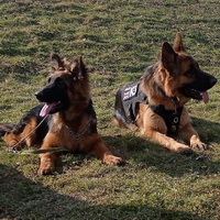 Echo és Faith Mentőkutyák